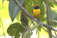 Euphonia anneae